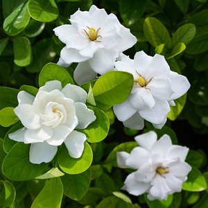 Gardenia Coconut Magic